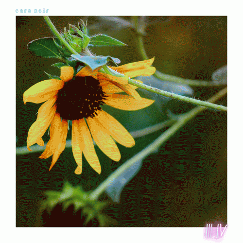 Cara Neir : Part III and IV Cara Neir : Part III and IV